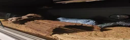 Leopard Gecko reptiles for sale: Tremper albino leopard gecko with enclosure  in Nottingham - Advert 4