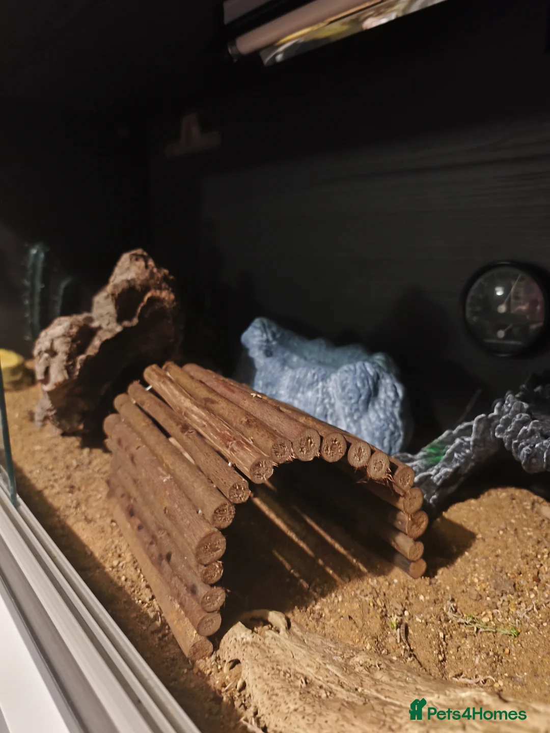 Leopard Gecko reptiles for sale: Tremper albino leopard gecko with enclosure  in Nottingham - Advert 4