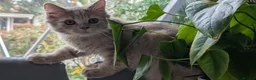 British Longhair cats for sale: Last GCCF reg British longhair kitten ready now - Advert 5