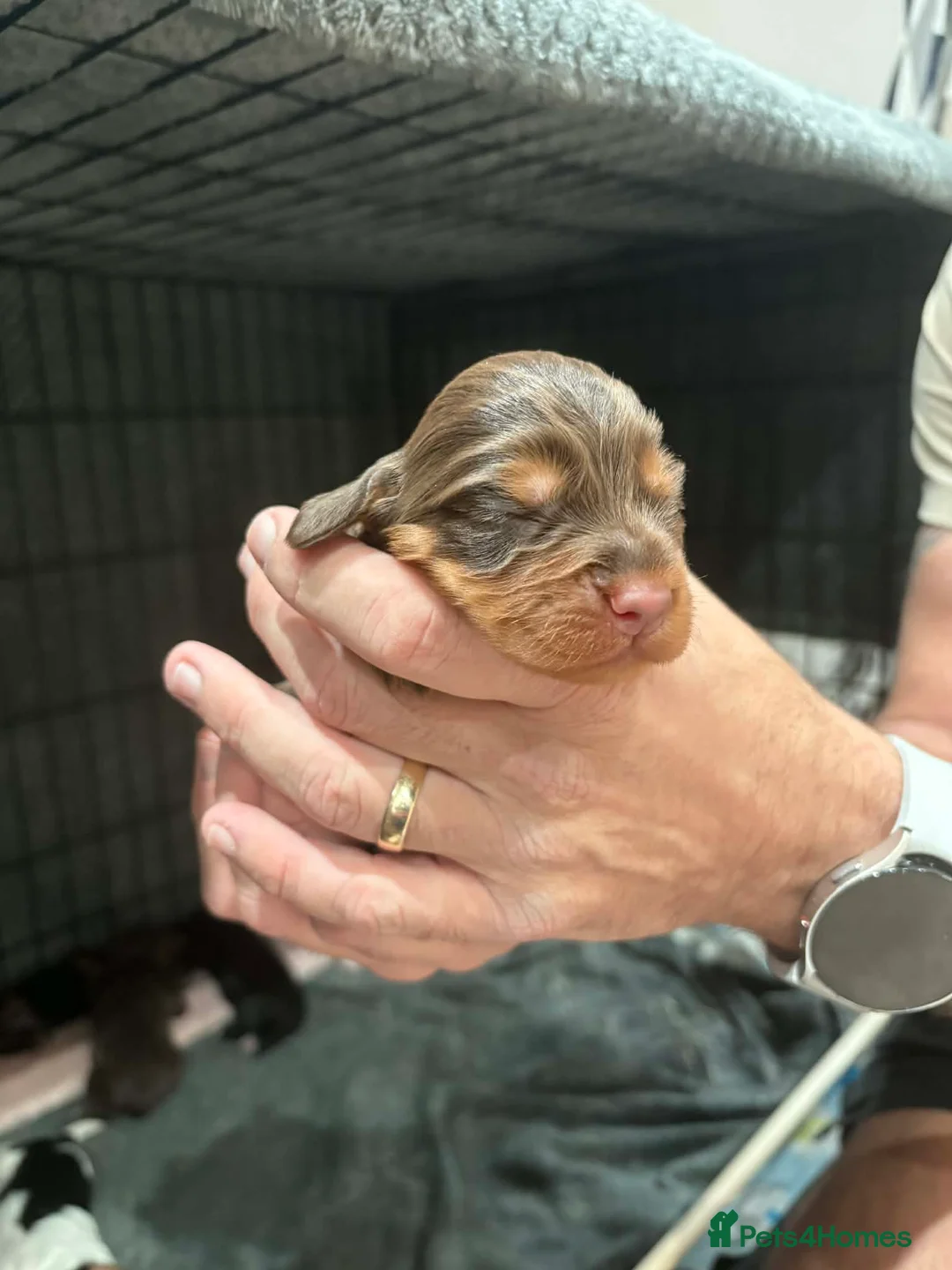 Cocker Spaniel dogs for sale: Stunning mixed colour cocker spaniels - Advert 3