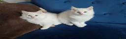 Ragdoll cats for sale: 💙💛GCCF Registered Apricot/Cream boy 💙💛 - Advert 19