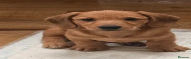 Dachshund Puppy 1
