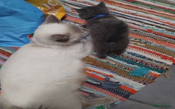 British Shorthair cats for sale: Fluffy playfull British sorthair kittens available - Image 9