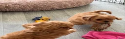 Cavapoo dogs for sale: Tiny toy cavapoos  - Advert 9