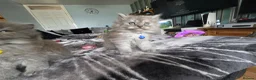 Persian cats for sale: 5 amazing persian kittens ready soon - Advert 9