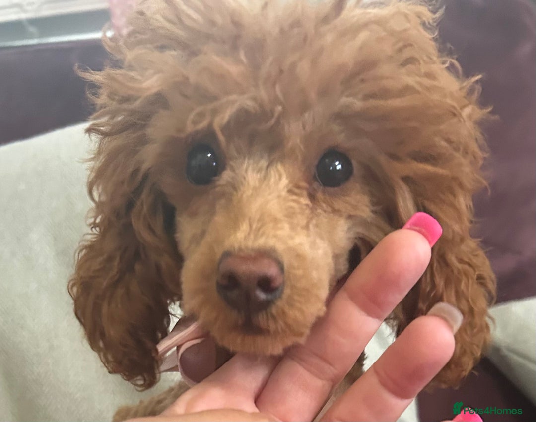 Toy Poodle dogs for sale: Teddi female 6’m old tiny Kc toy poodle  in Chichester - Image 14