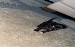 Chihuahua dogs for sale: Chihuahua puppies  - Image 5