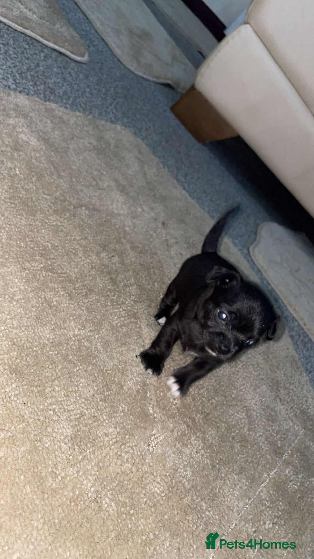 Chihuahua dogs for sale: Chihuahua puppies  - Image 5