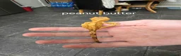Gecko reptiles for sale: Baby Crested Geckos  - Advert 11