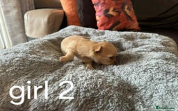 Chihuahua dogs for sale: Chihuahua long coat puppies 2 girls and 1 boy - Image 12