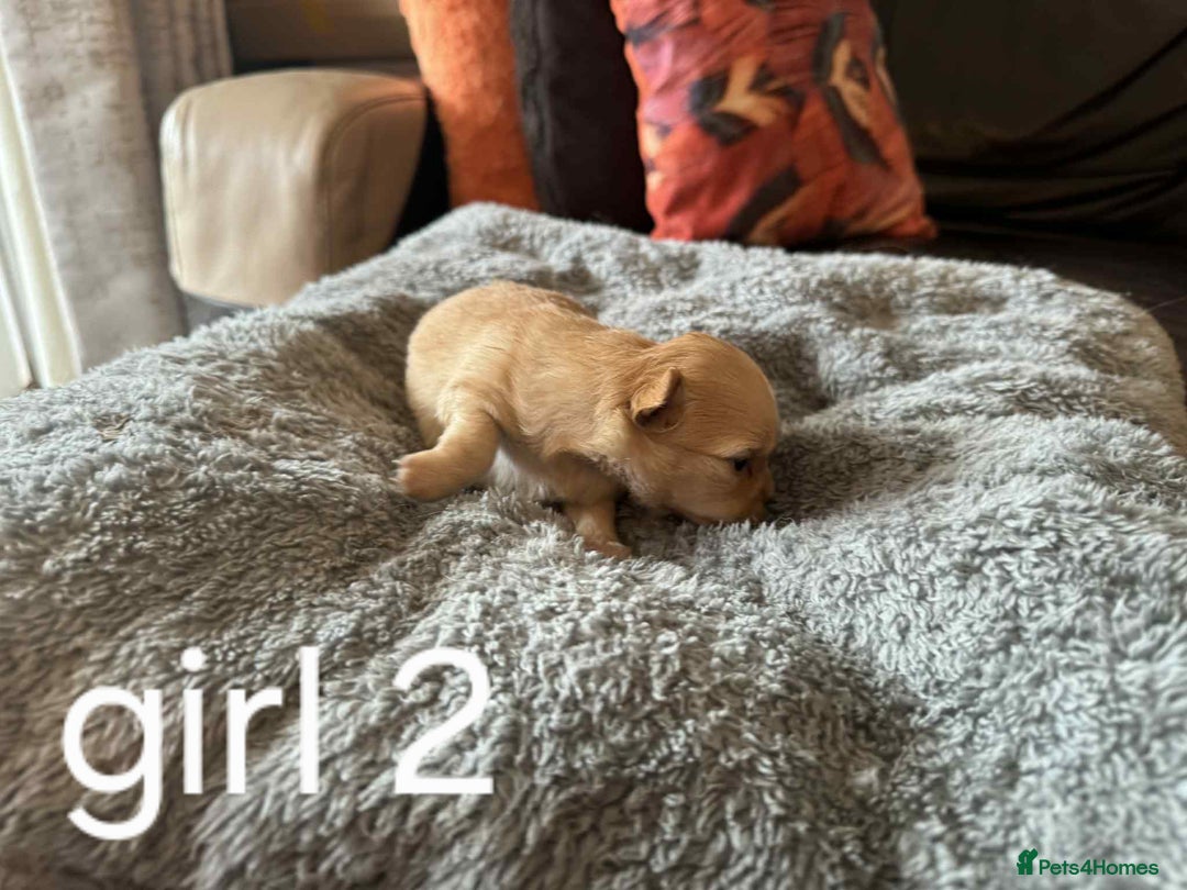 Chihuahua dogs for sale: Chihuahua long coat puppies 2 girls and 1 boy - Image 12