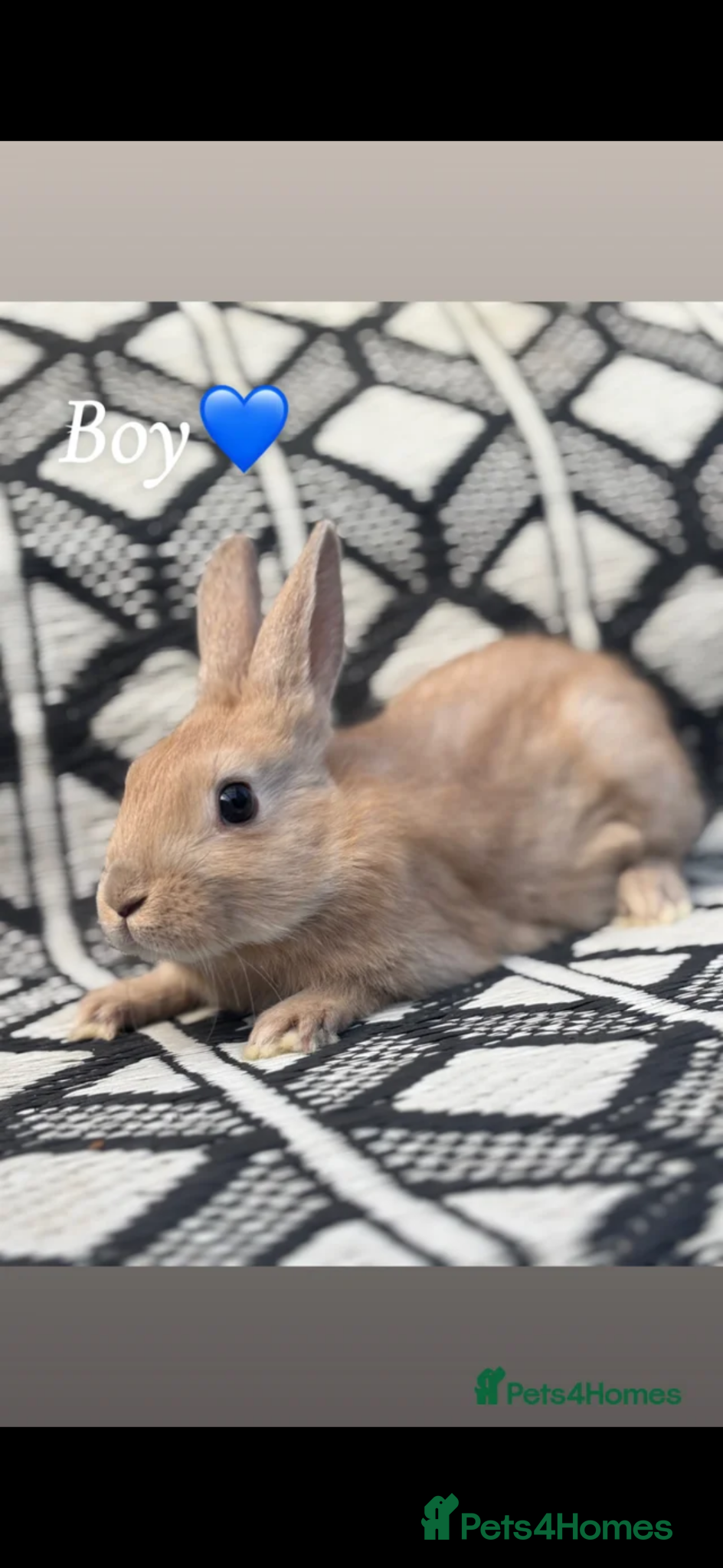 Mixed Breed rabbits Belgian hare x 3/4 Belgian hare (gorgeous babies)  - Advert 2