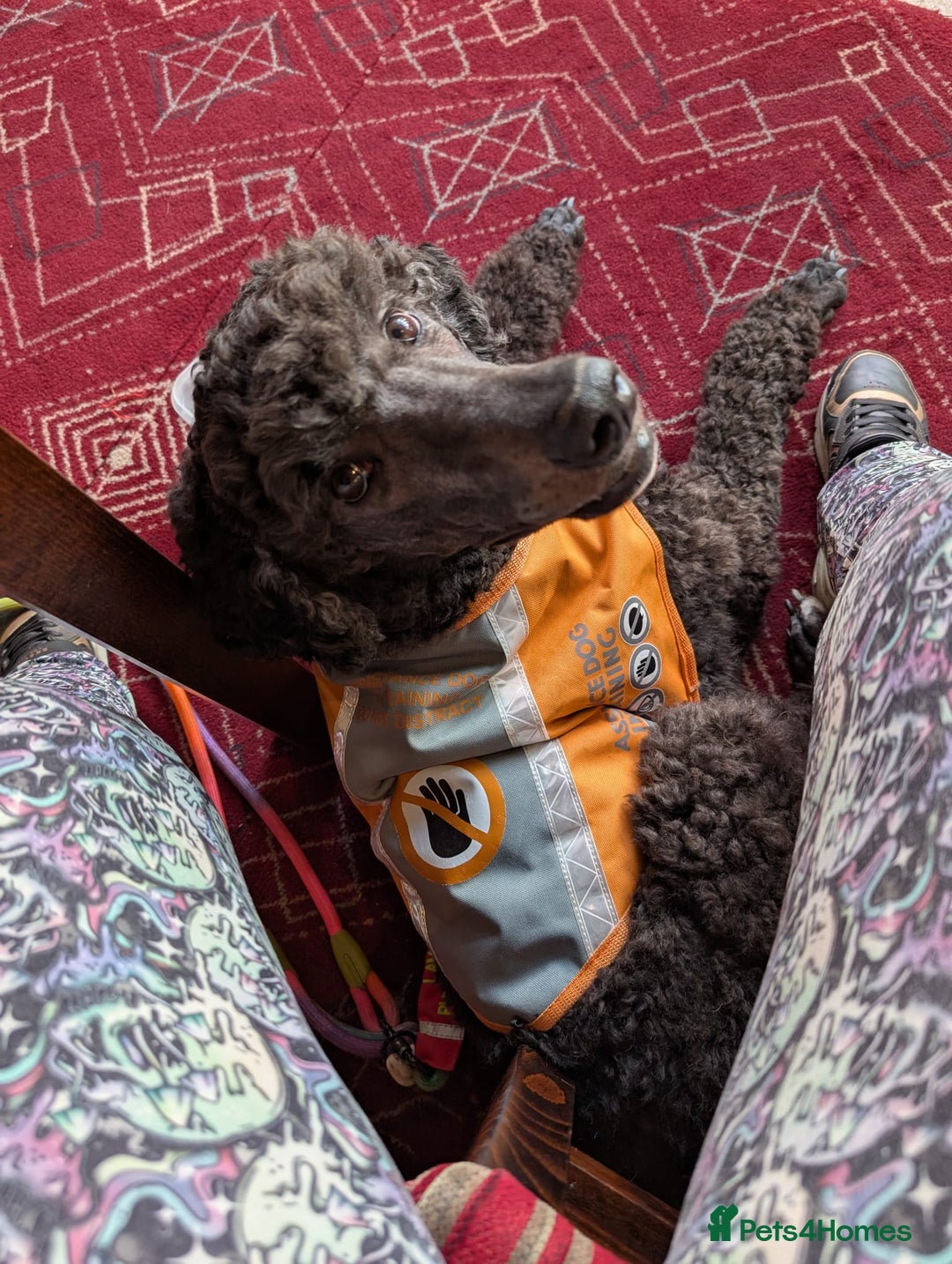 Standard Poodle dogs for sale: Standard poodle neutered - Image 5