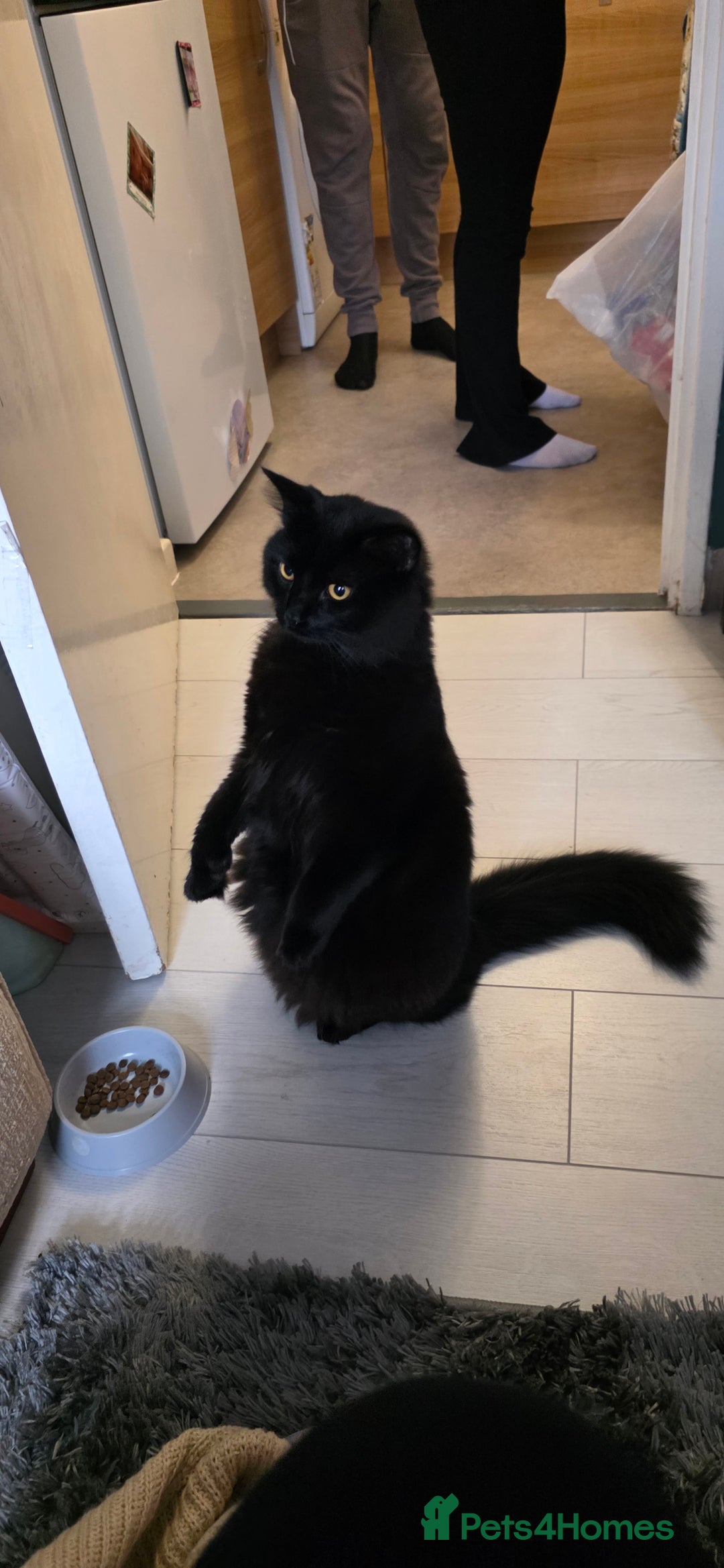 Mixed Breed cats for sale: Beautiful Beatrice - Advert 1