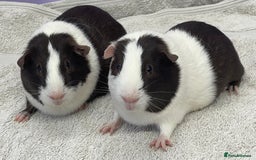 Guinea Pig rodents for sale: Guinea Pigs Sows  - Image 1