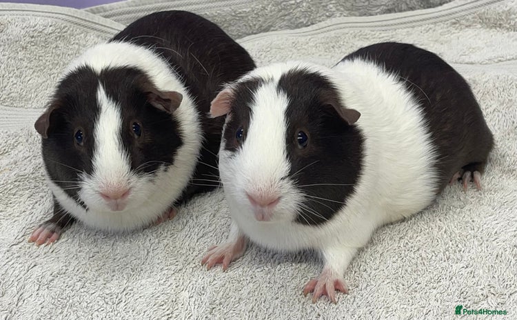 Guinea Pig rodents - Advert 1