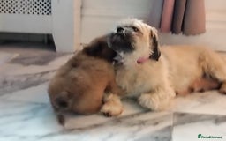 Shih Tzu dogs for sale: 1 boy available  - Image 6