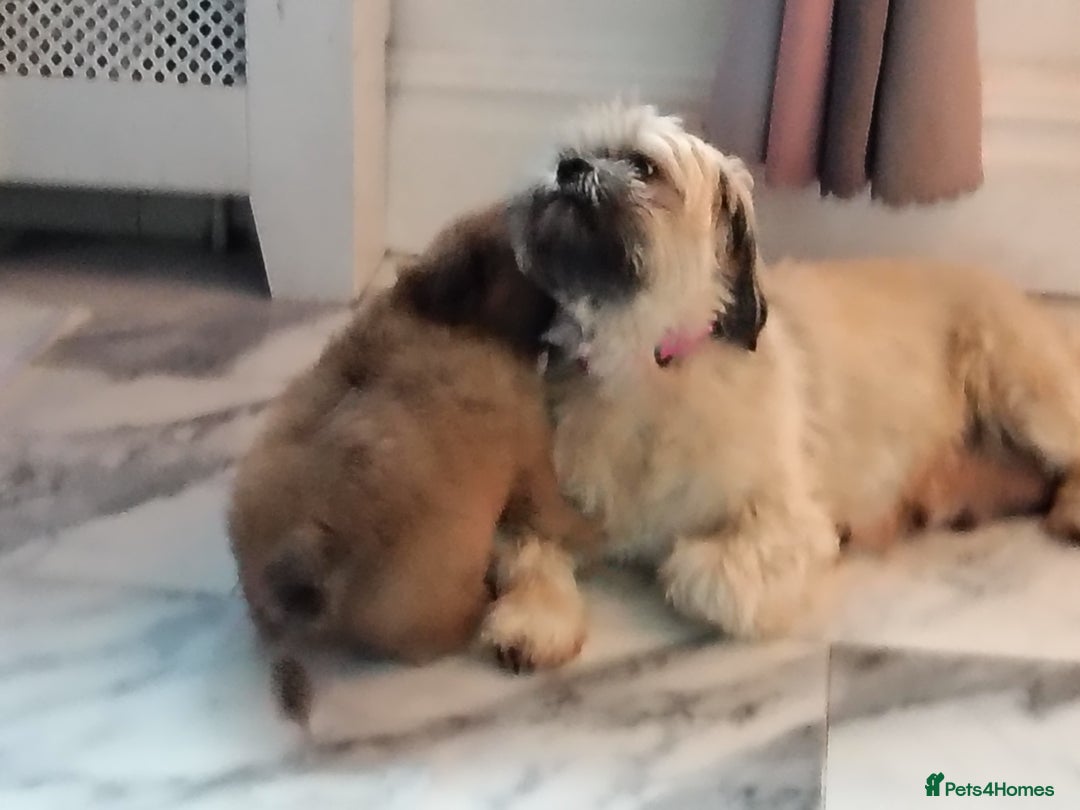 Shih Tzu dogs for sale: 1 boy available  - Image 6