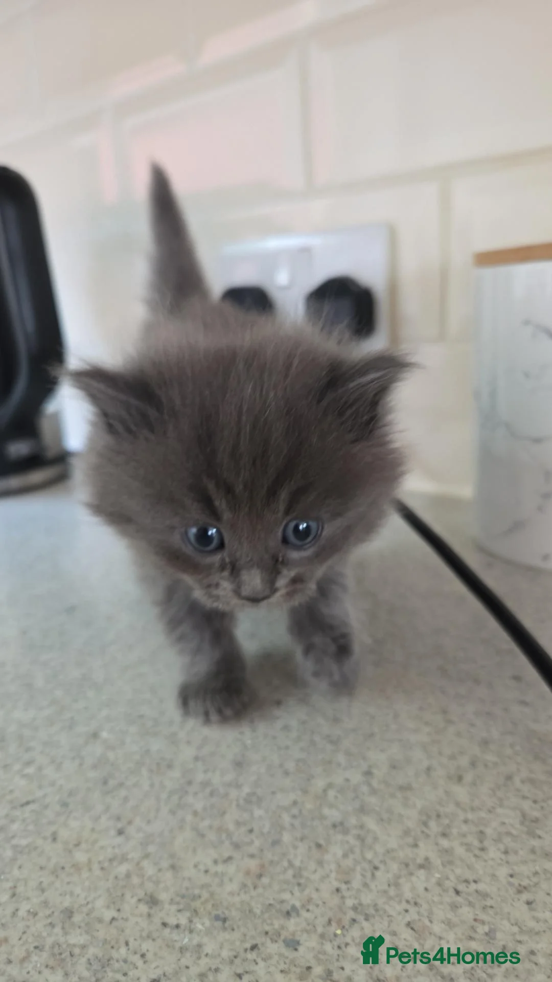 Mixed Breed cats for sale: Beautiful grey long haired kitten - Advert 2