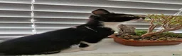 Mixed Breed cats for sale: Last 2 Kittens Ready Now - Advert 3