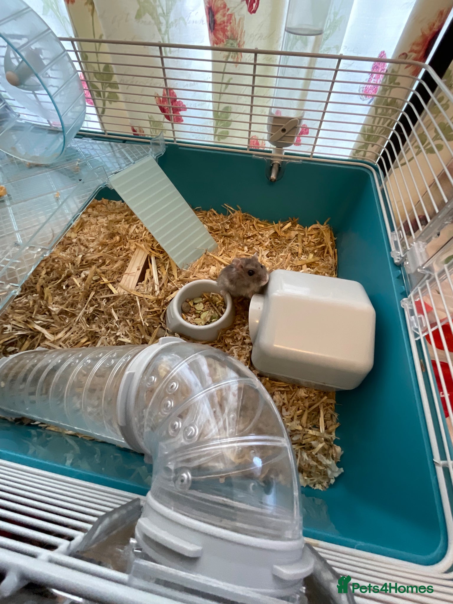 Hamster rodents for sale: small hamster in Walsall - Advert 1
