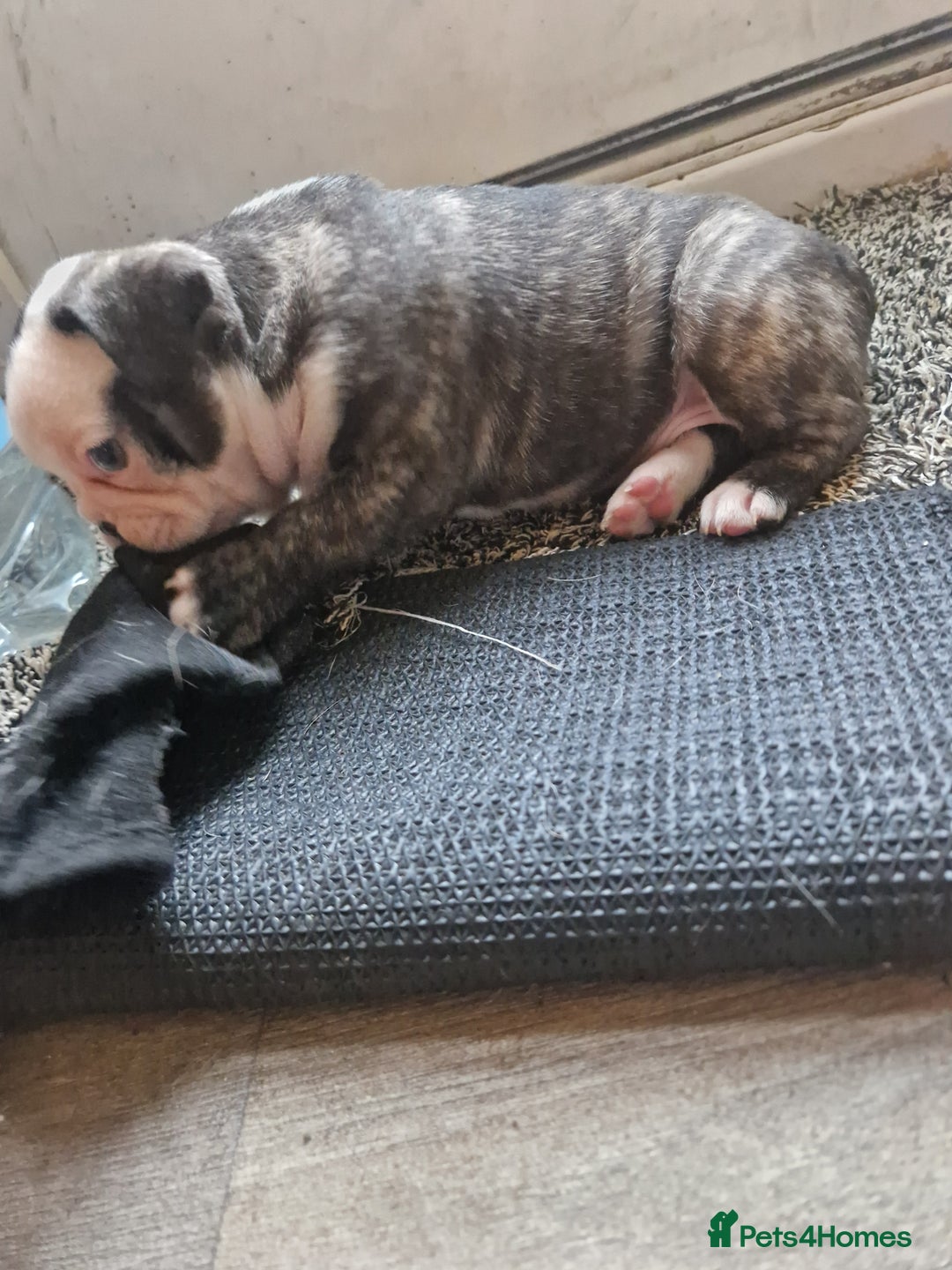 French Bulldog dogs for sale: Kc registered frenchbulldog puppies  - Advert 10