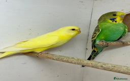Budgerigars birds for sale: Young budgies for sale - Image 5