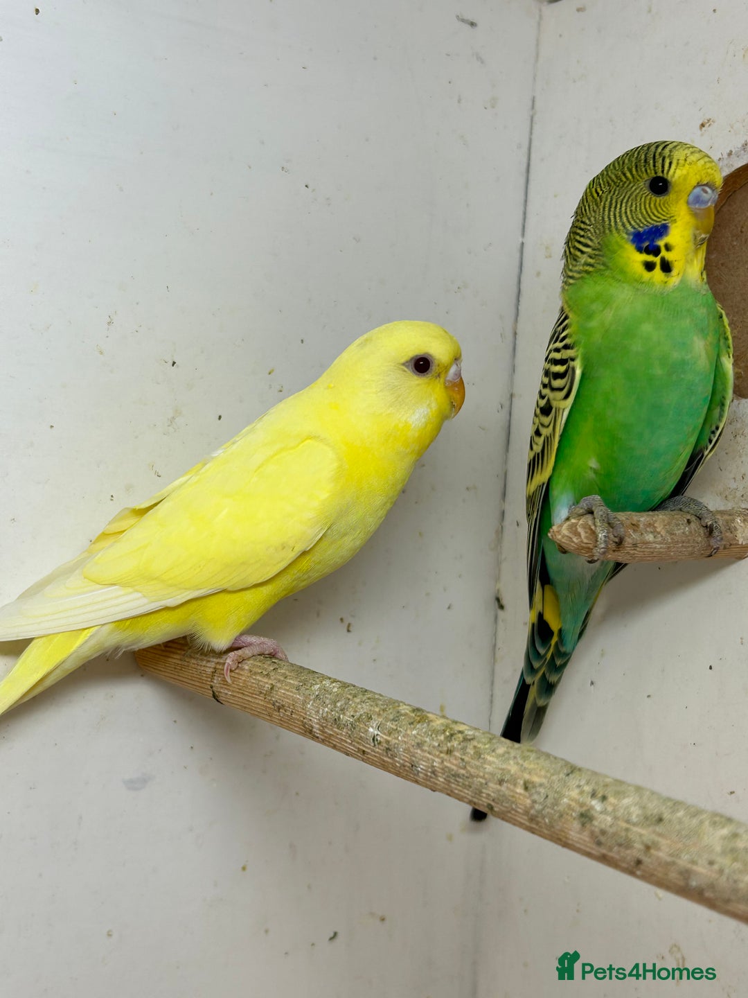 Budgerigars birds for sale: Young budgies for sale - Image 5