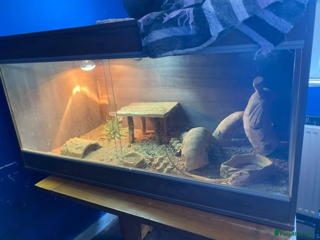 Bearded Dragon reptiles for sale: Bearded dragon  in Radstock - Advert 2