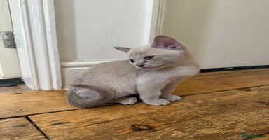 Burmese cats - Advert 4