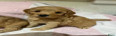 Cockapoo 1
