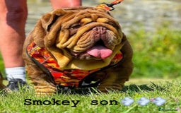 English Bulldog dogs for stud: SMOKEY 💨 for stud 💨 in Wigan - Image 7
