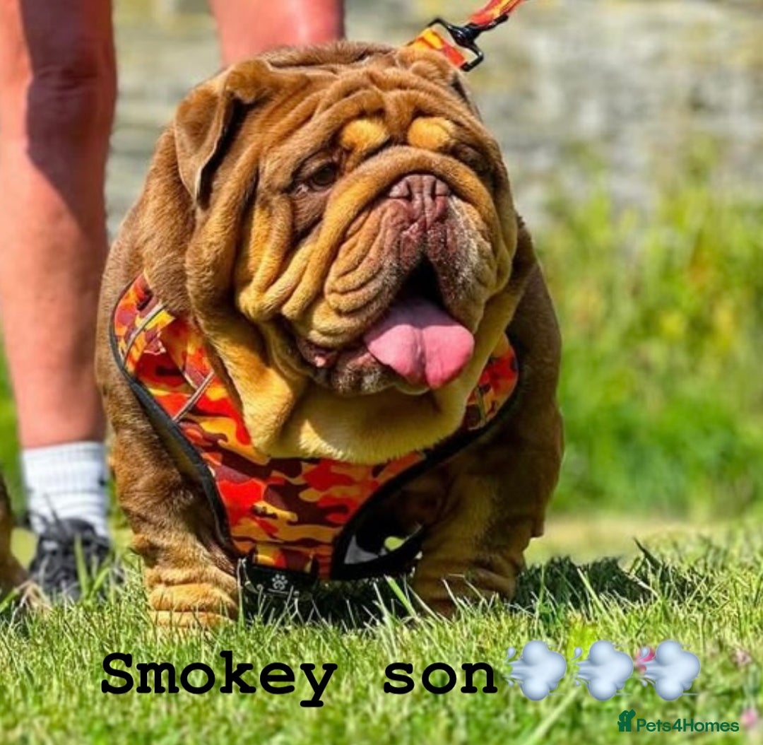 English Bulldog dogs for stud: SMOKEY 💨 for stud 💨 in Wigan - Image 7
