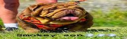 English Bulldog dogs for stud: SMOKEY 💨 for stud 💨 in Wigan - Advert 7