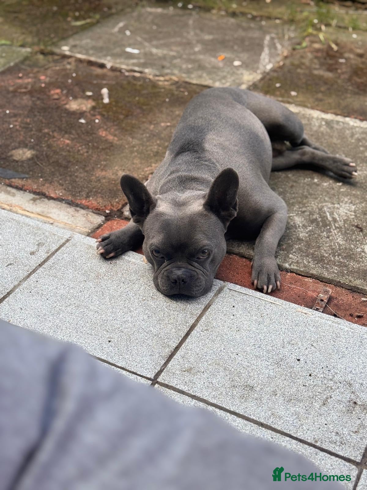 French Bulldog dogs Freddie is looking for new home  - Advert 1