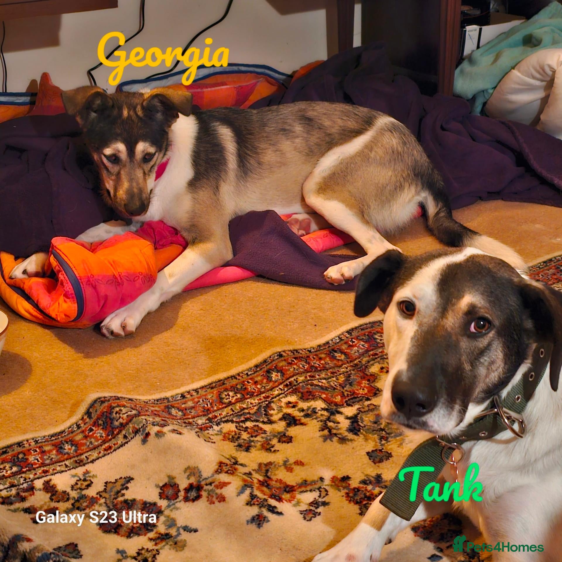 Mixed Breed dogs Georgia & Tank, Available for adoption. - Advert 1
