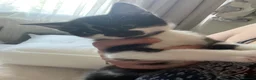 Mixed Breed cats for sale: 5 beautiful kittens in Norwich - Advert 2