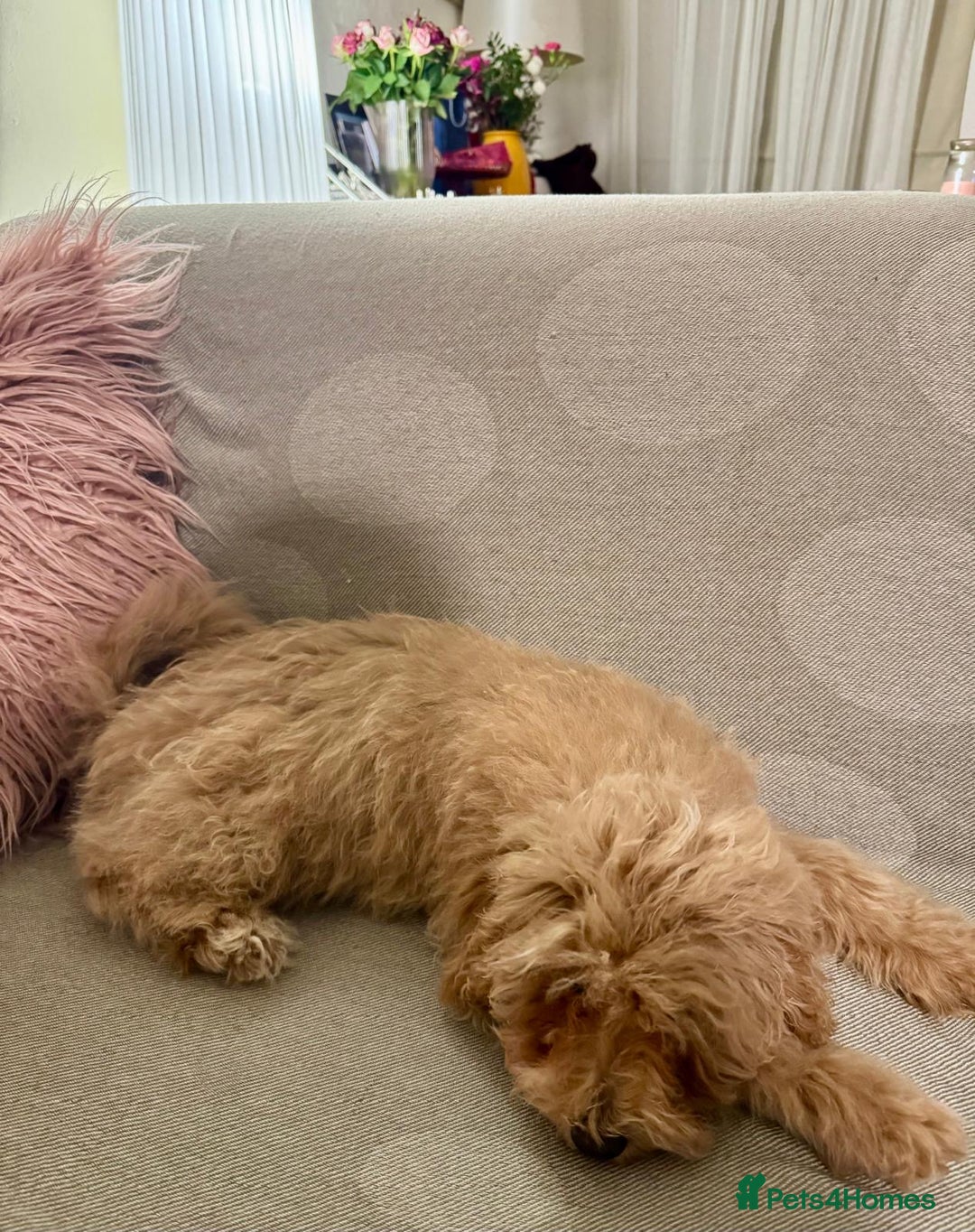 Maltipoo dogs for sale: Stunning 3-Month-Old Maltipoo Puppy - Advert 4