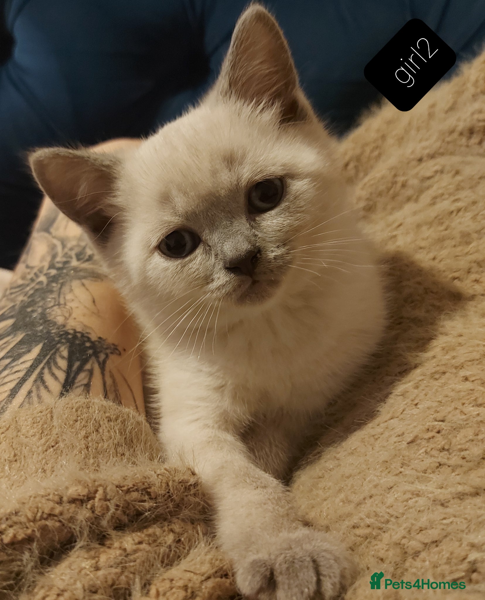 Scottish Fold cats Bradford scotish fold-british shorthair kittens  - Advert 2