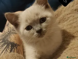 Scottish Fold cats Bradford scotish fold-british shorthair kittens - Advert 2