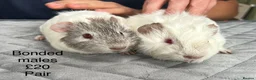 Guinea Pig rodents for sale: Baby guinea pigs for sale  - Advert 4