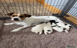 Jack Russell dogs for sale: Jack Russell Puppies - Image 2