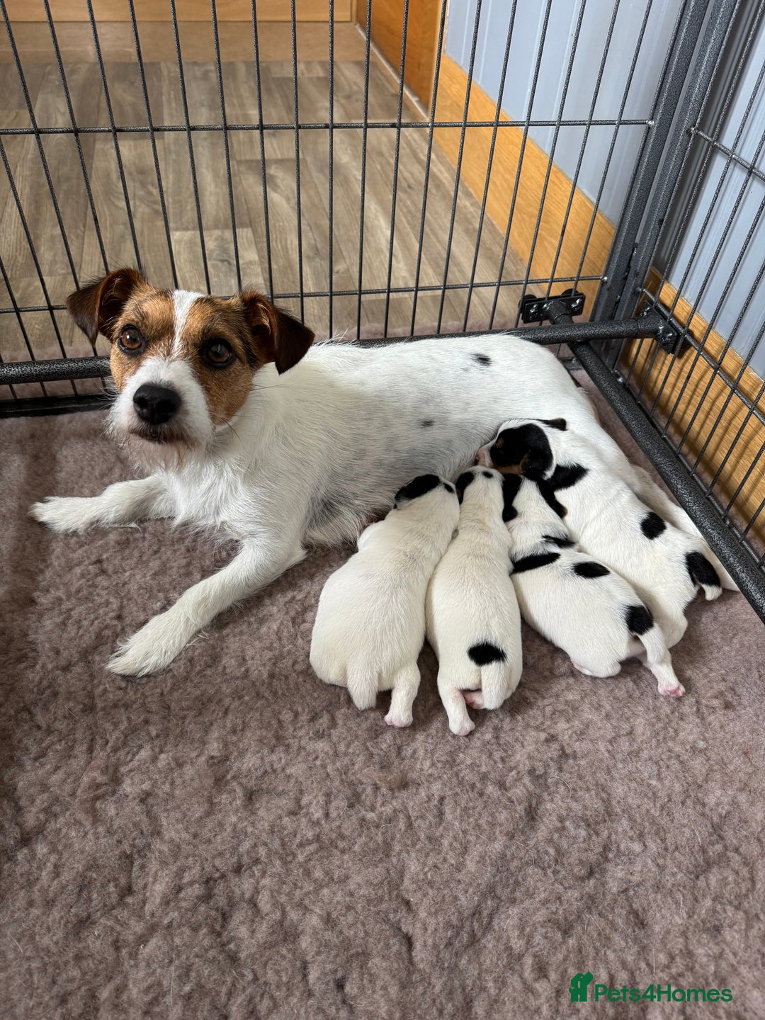 Jack Russell dogs for sale: Jack Russell Puppies - Image 2