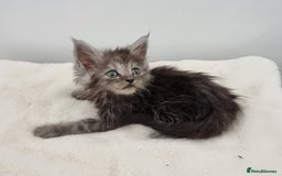 Maine Coon cats for sale: Pedigree GCCF Maine Coon Kitten available  - Image 38