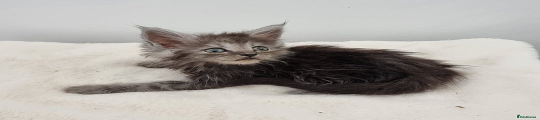 Smoke female 