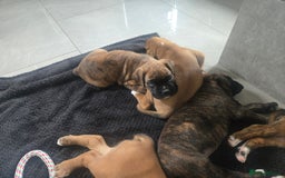 Boxer dogs for sale: KC PEDIGREE BOXER PUPPIES  - Image 40
