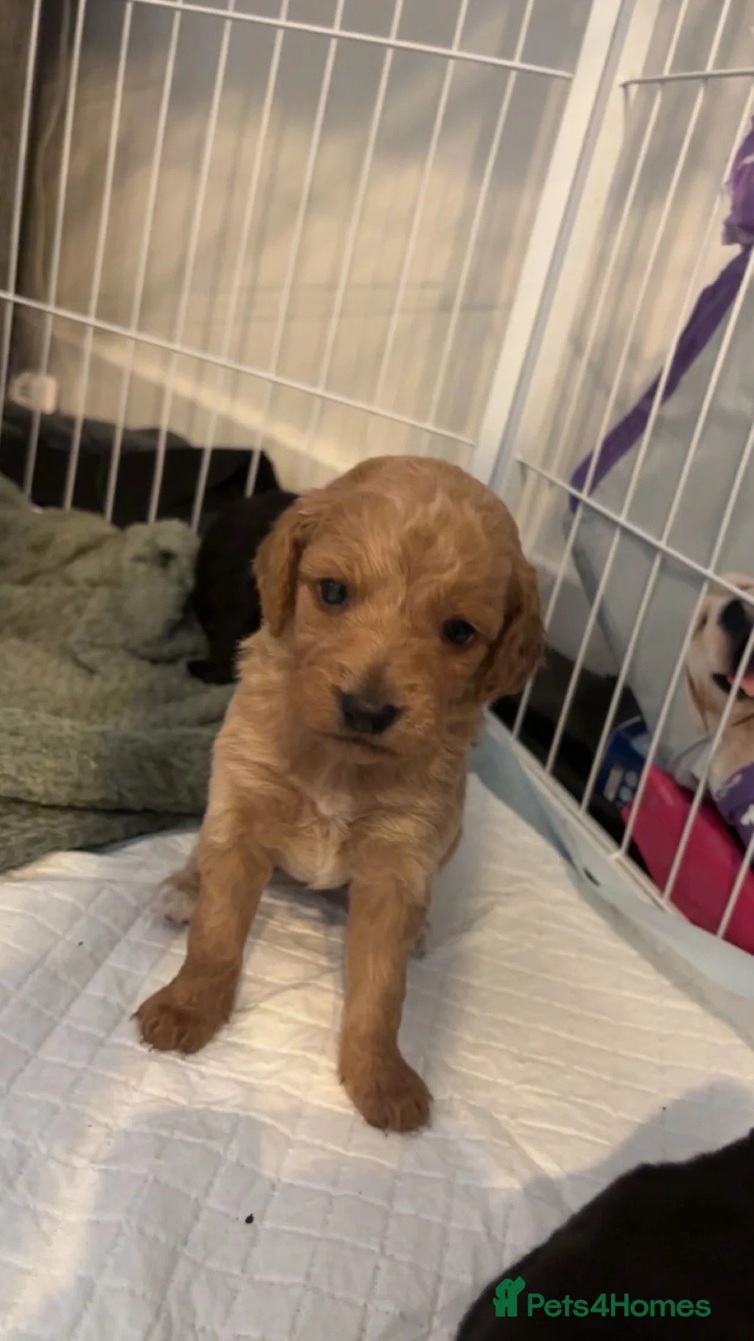 Cockapoo dogs for sale: Cockapoo Puppies  - Advert 2