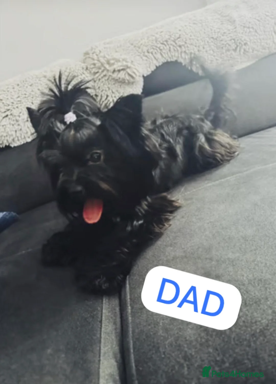 Yorkshire Terrier dogs for sale: Mini Black Yorkshire Terrier Boys  - Advert 9