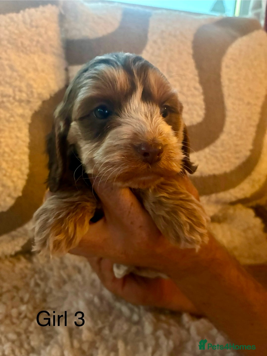 Cockapoo dogs for sale: 👑 Stunning F1 Cockapoo puppies👑 - Image 7