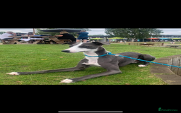 Whippet dogs for sale: Whippet , blue and blue and white puppies for sale - Image 15